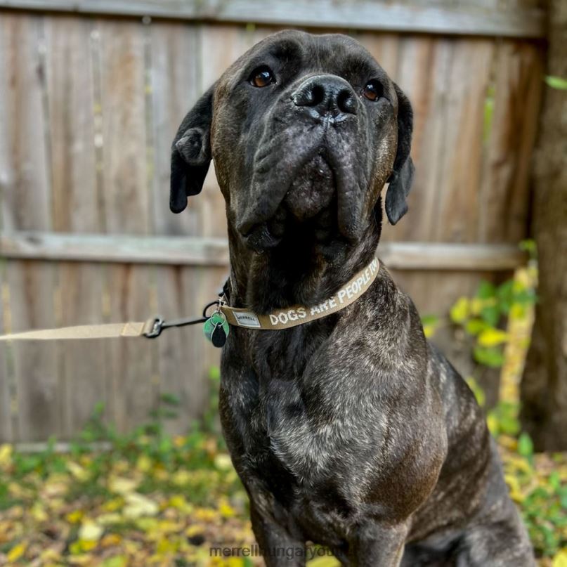 egynemű Merrell szépia árnyalat nyakörv kiegészítők H06N0271